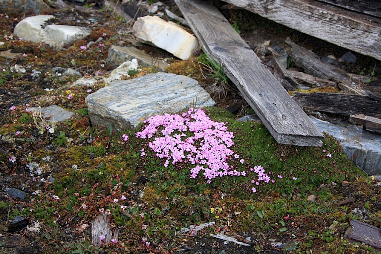 Kompasplant in bloei op een beschut plekje.