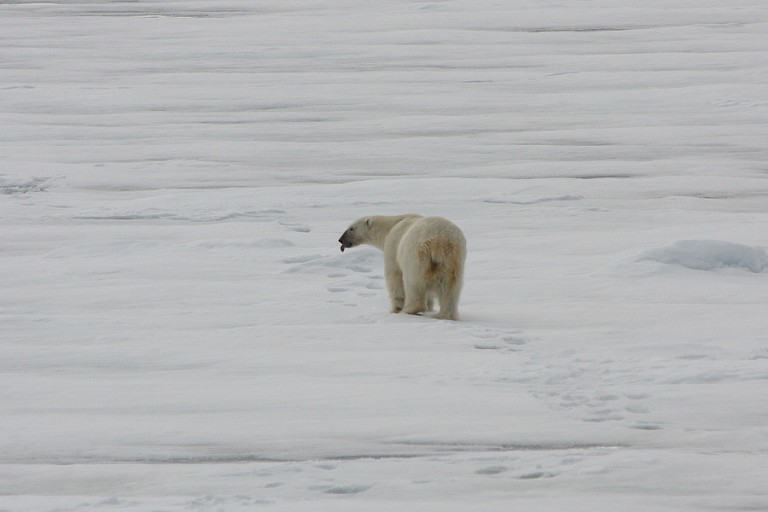 IJsbeer op het pakijs.