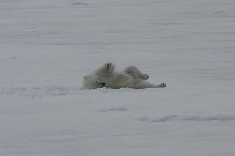 IJsbeer rollend door de sneeuw op het ijs.
