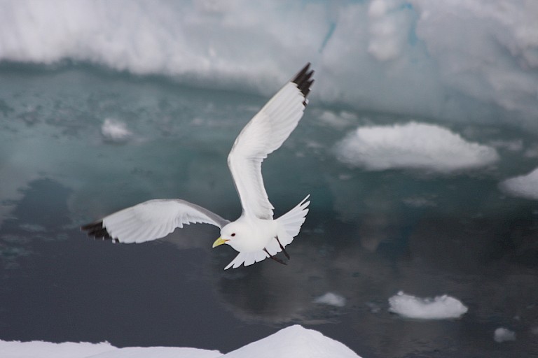 Drieteenmeeuw hier met de goed herkenbare zwarte vleugeltippen.