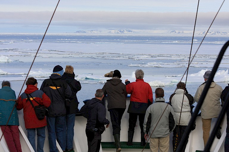 Vanaf het schip kijken naar walrussen op het ijs.