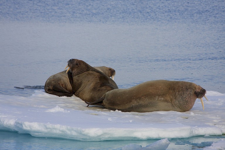 Met een groothoeklens en verrekijker kun je ze dichtbij halen.