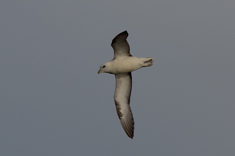 Noordse stormvogel