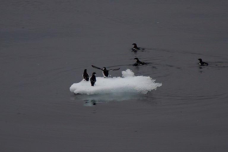 Kleine alken op zee op weg naar Spitsbergen