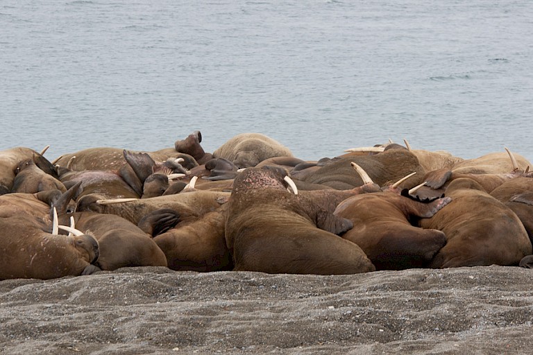 Walrussen op Poolepynten
