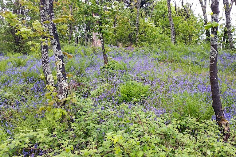 Blue bells bloeien uitbundig in deze tijd van het jaar.
