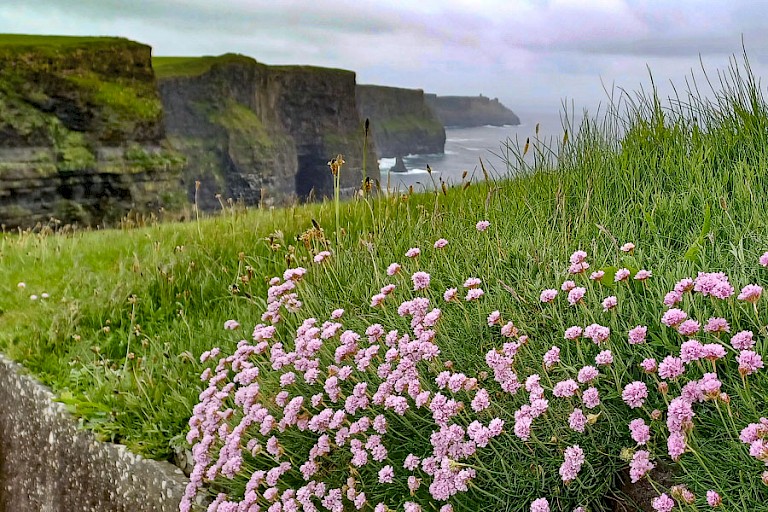 Ruige kust van de Cliffs of Moher met Engels gras op de voorgrond.