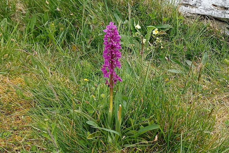 Mannetjesorchis.
