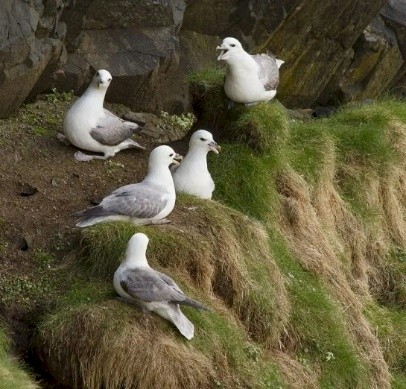 Noordse Stormvogels.