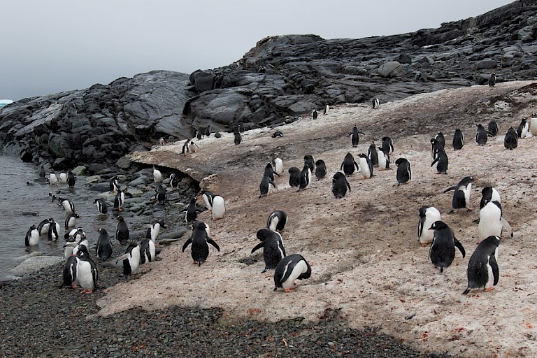 Bijna volgroeide Ezelspinguïns op Pleanau.