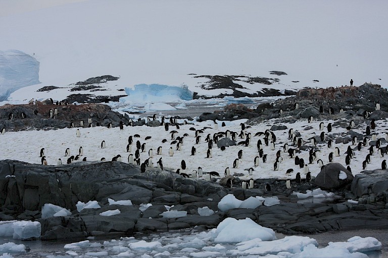 Adeliépinguïns op Petermann.