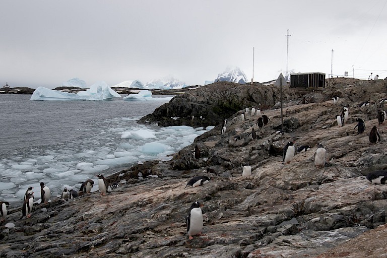 Ezelspinguïns bij het Oekraïense station Vernadsky.