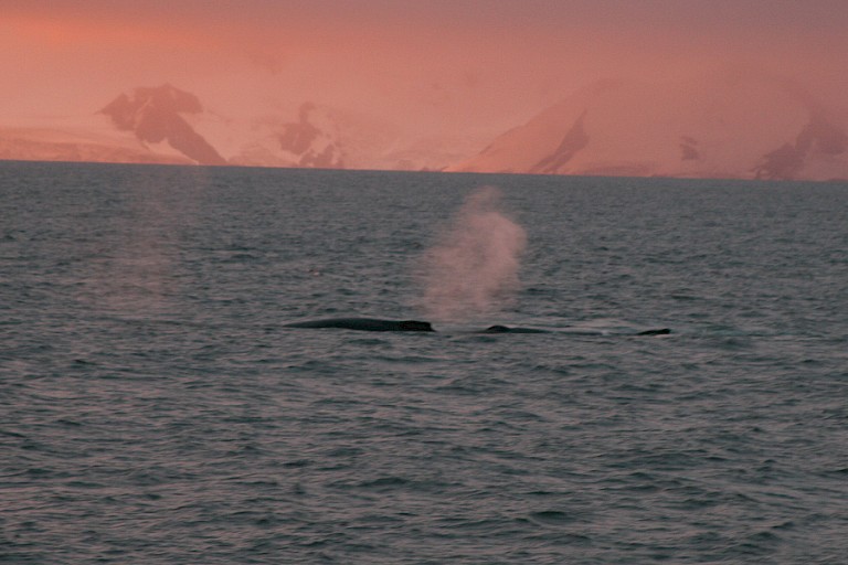 Opduikende Bultrug in de avondzon.
