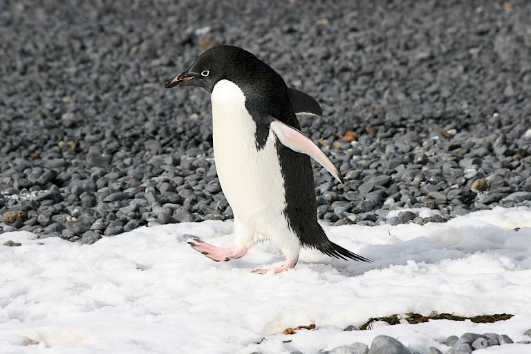 Adeliépinguïn.