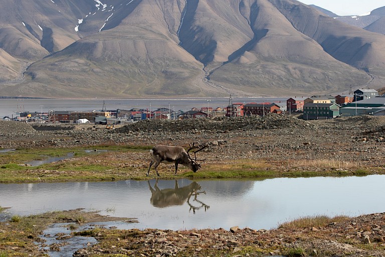 Spitsbergen rendier bij Longyearbyen.
