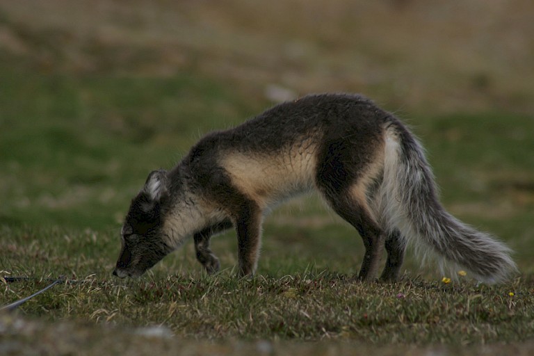 Poolvos, bijna geheel in zomervacht.