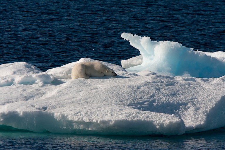 Slapende ijsbeer op pakijs.