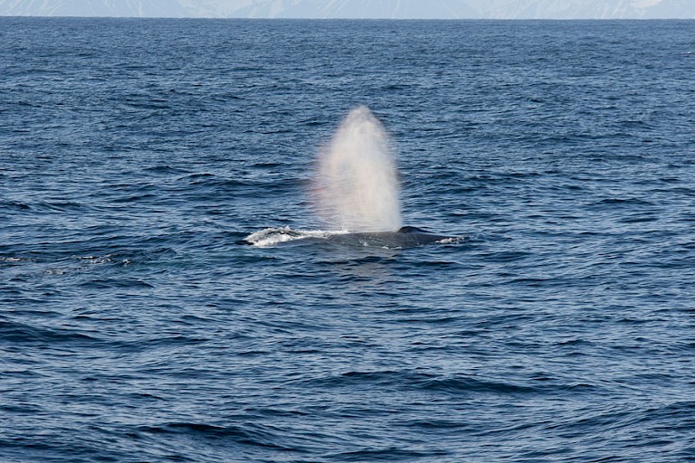 Dwergvinvis voor de kust van de Bellsund.