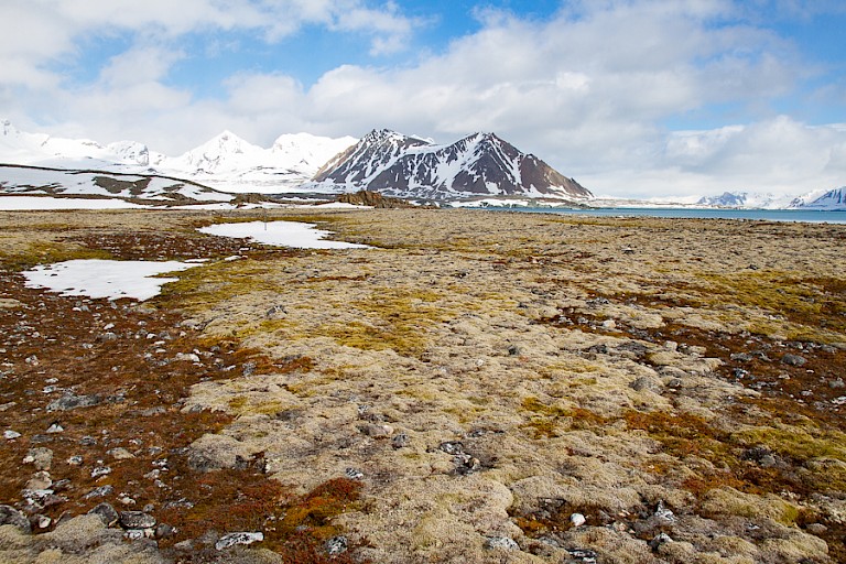Toendra in de Bellsund.