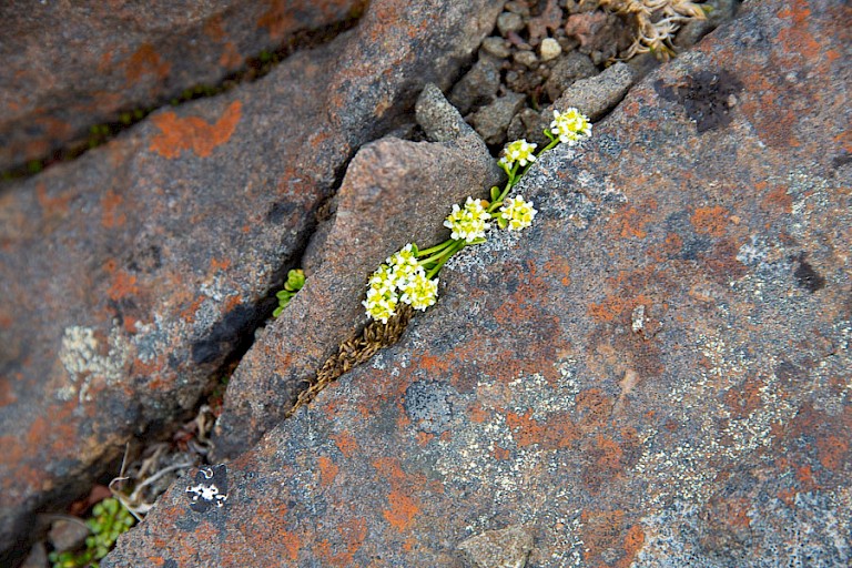 Zelfs in het oosten ontluiken de eerste bloemen (Lepelblad).