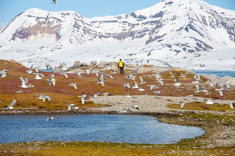 Drieteenmeeuwen op Gnåodden, Hornsund.