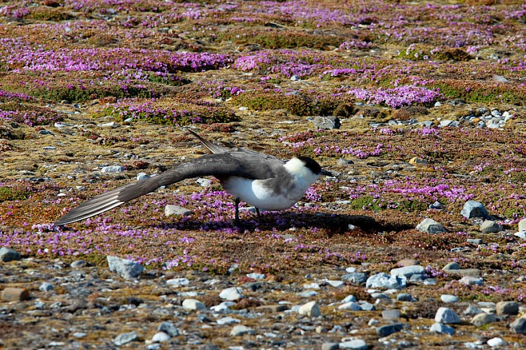 Kleine jager op Gnåodden, Hornsund.