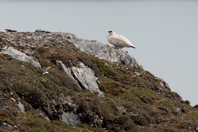 Sneeuwhoen in St. John's fjorden.