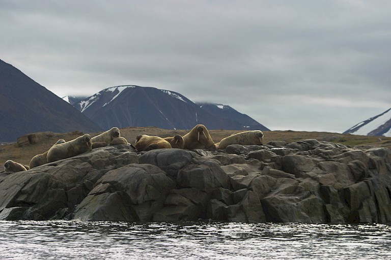 Walrussen bij Dundas Harbour.