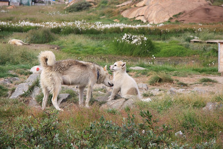 Sledehonden in Sisimiut.