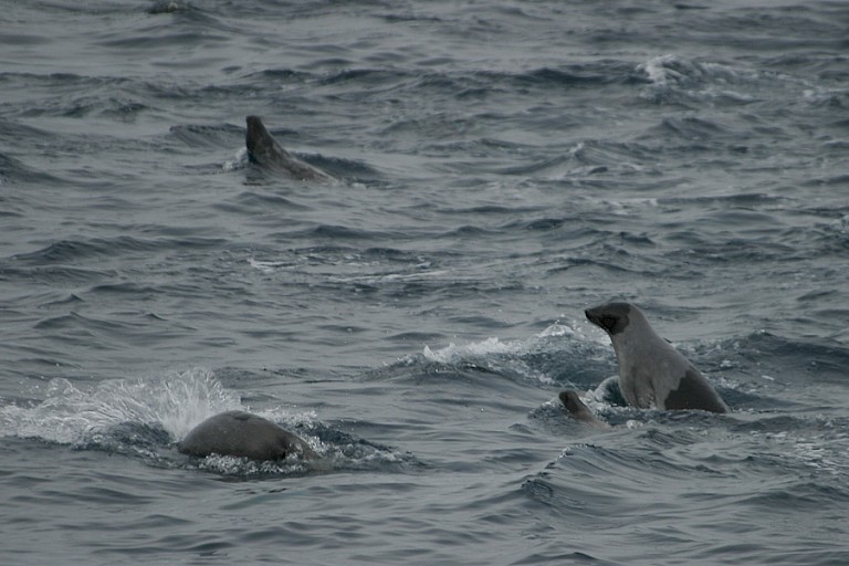 Groepje Zadelrobben.