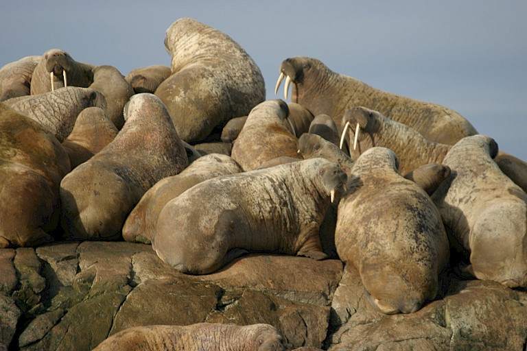 Kolonie walrussen op een van de vele rotseilanden.