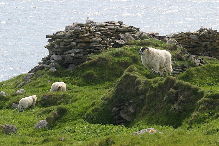 Schapen op North Rona.