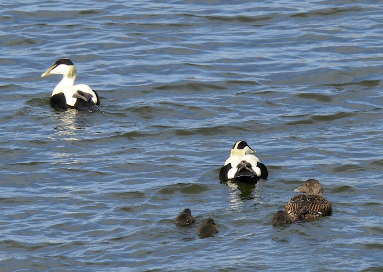 Eidereenden voor de kust.
Foto: Sigrid Martin.