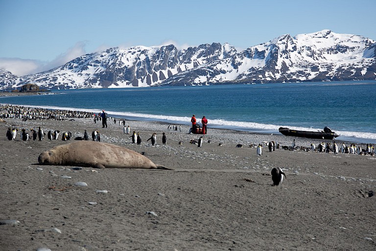 Zeeolifant op het strand van Salisbury Plain.