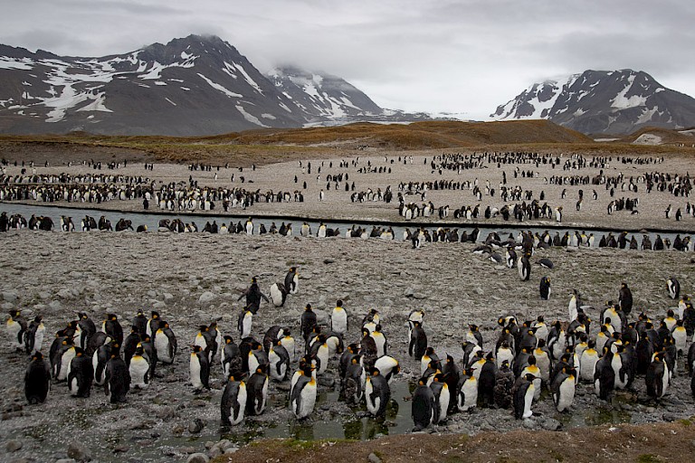 De Koningspinguïns bij St. Andrews Bay.