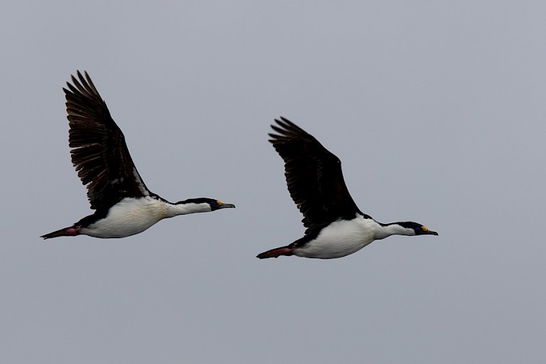 Soms komen er Keizeraalscholvers voorbij vliegen.