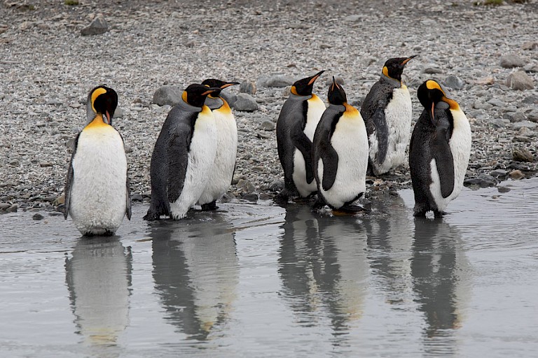 Een groepje Koningspinguïns bij een van de riviertjes.