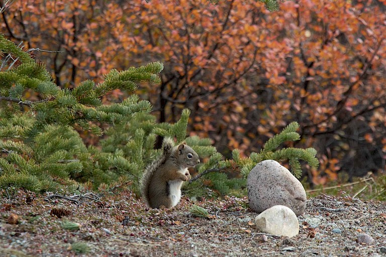 Eekhoorns verzamelen voedselvoorraad voor de winter.