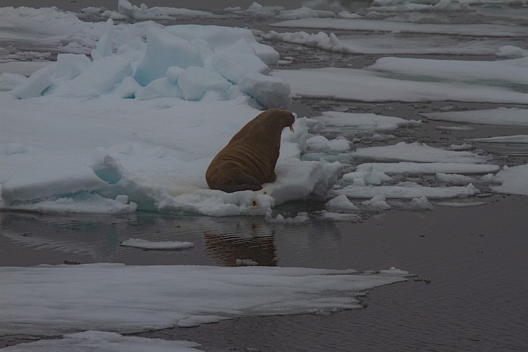 Walrus op het pakijs ten noorden van Hopen.