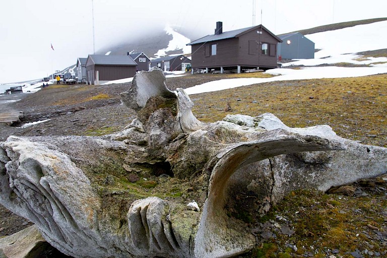 Walvisbotten op Hopen.