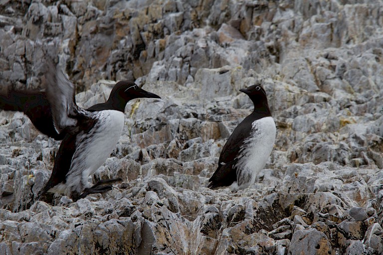 Zeekoeten Bereneiland.