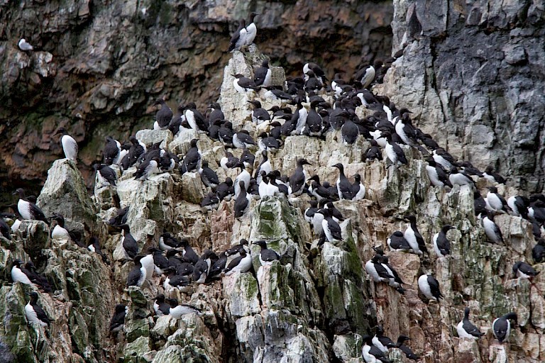 Zeekoetenkolonie Bereneiland.