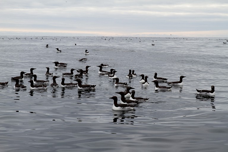 Groepen Zeekoeten op het water bij Bereneiland.