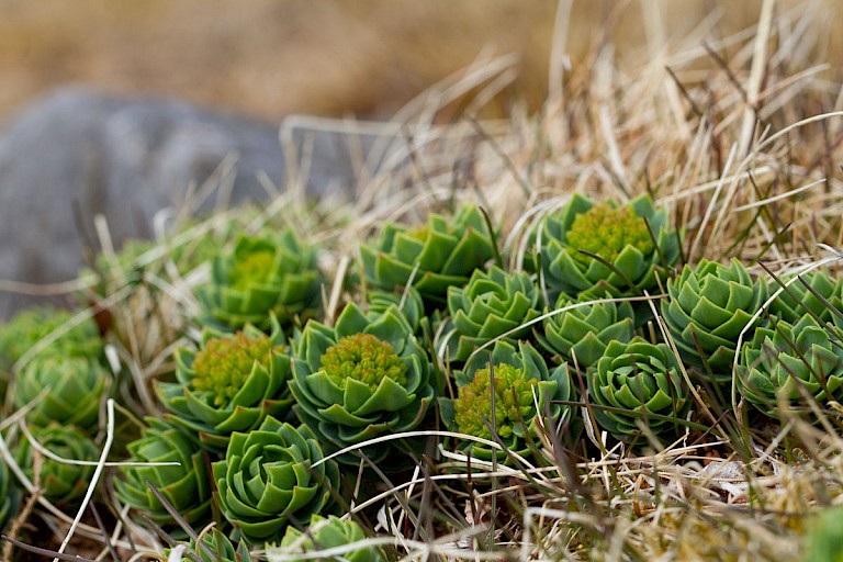 Rozenwortel in de knop op Bereneiland.