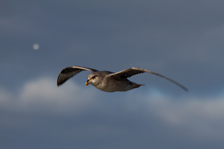 Noordse stormvogels zweven altijd rond het schip.