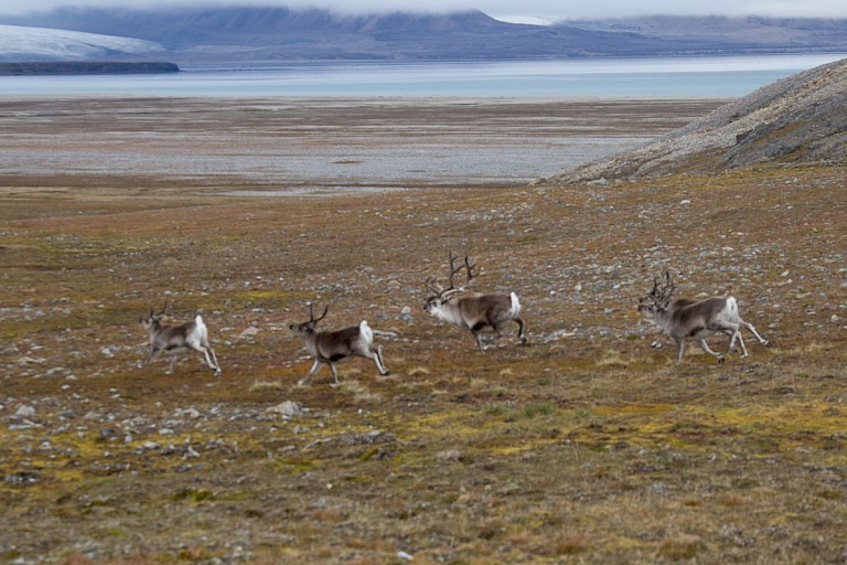 Spitsbergen rendieren.