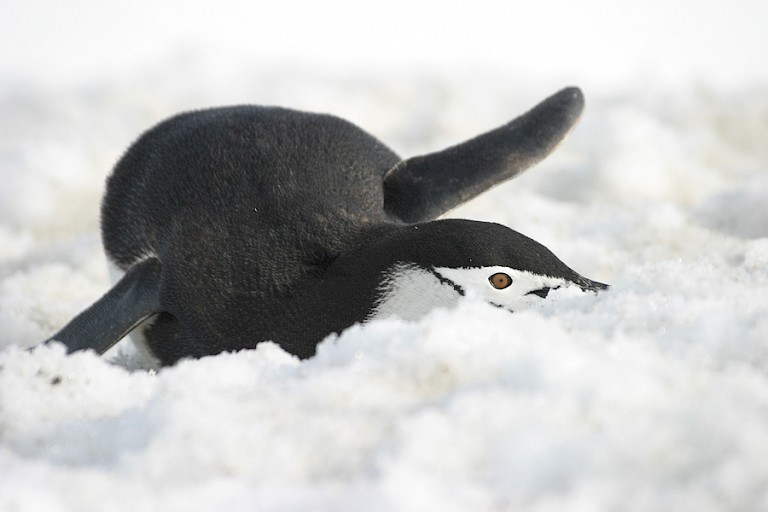 Kinbandpinguïn de dikke sneeuwlaag.