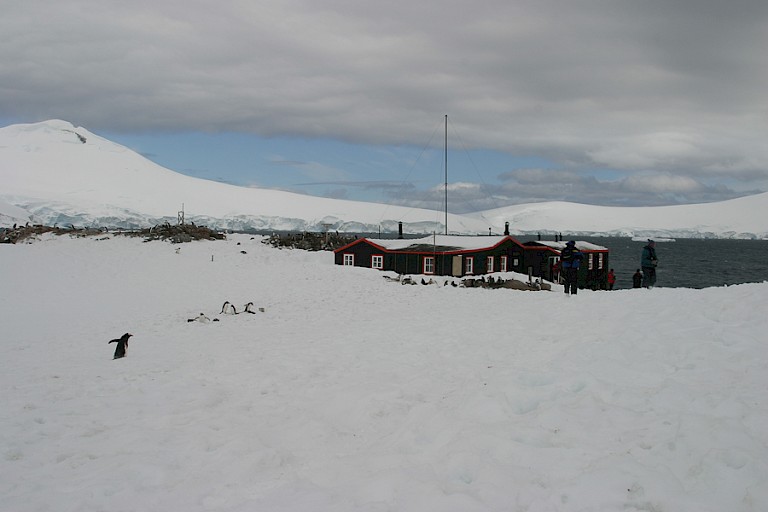 Zo vroeg is het voor een pinguïn ook niet makkelijk om door de diepe sneeuw bij de kolonie te komen.
