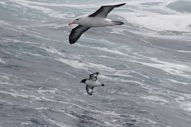 Op de Drake Passage: o.a. Wenkbrauwalbatrossen en Kaapse duiven zweven rond het schip.