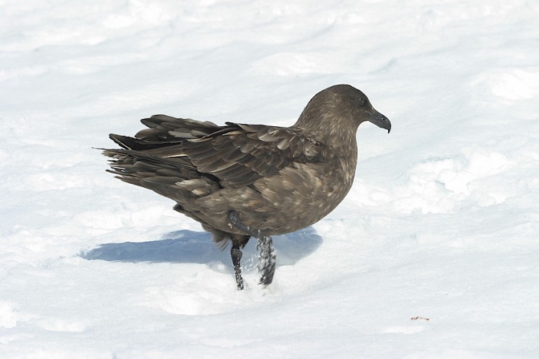 De Zuidpooljager is een van de vogels die bijna altijd rond een pinguïnkolonie te vinden is.